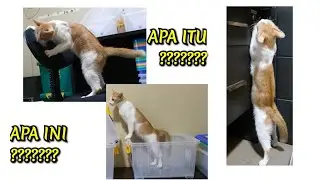 kucing Milky yang selalu PENASARAN dan ingin tahu #trending #kucing #kucinglucu #cat #cats #cutecat