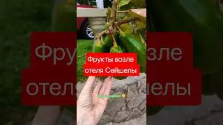 Фруктовый Рай рядом с отелем на Сейшелах #явшоке #фрукты #сейшелы #природа #красота #shorts