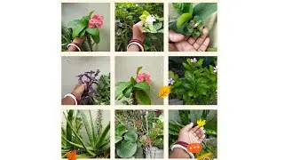 বাড়ির ফুল গাছ🌷
