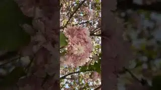 Sakura Cherry Blossom。Hamilton - Ontario - Canada 🍁 🇨🇦