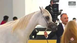 GCAT Abu Dhabi 2026   Class   3A