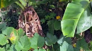 Summer Garden Tour Pt 2 Zone 2 and 3