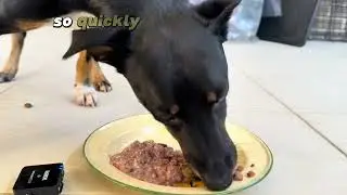 Stop letting dry and wet food rot your dog's teeth. The natural way to clean them is best!