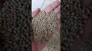 Buy Bulk Pearl Millet (Bajra) &ndash; India Export Supplier #farming