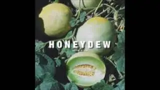 Honeydew Anthidium