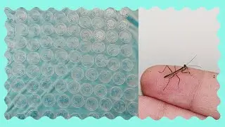 my mantis' eggsack hatched !!
