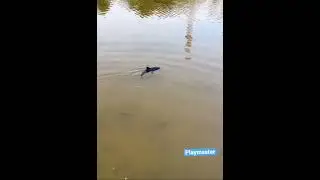 Remote control shark fish | rc floating shark fish playmaster toy