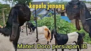 Doro2 ekonomis fre ongkir pulo jawi .