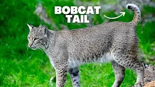 Bobcat Tail: Why Bobcats Have Short Tails!