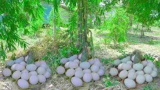kdor best picking duck eggs at farm backyard - picking harvest a lot of duck eggs