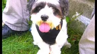 Overly Emotional Dog