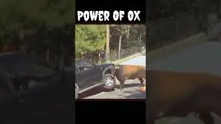 Power Of Ox