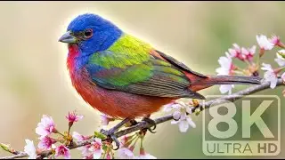 World’s Most Stunning Birds | Cinematic Wildlife in 8K Ultra HD