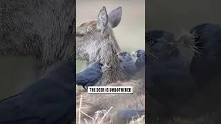 Nature&rsquo;s Teamwork In Action