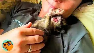 Tiny Kitten Bosses The Whole House Around!  | Cuddle Buddies