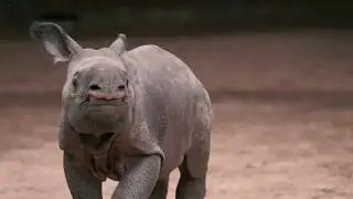 Greater one horned rhino calf born at Chester Zoo... and isn't he ADORABLE?!