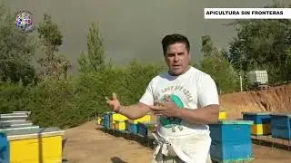 🔥🐝 ALERTA APÍCOLA | INCENDIOS FORESTALES EN ARGENTINA Y CHILE 🐝🔥