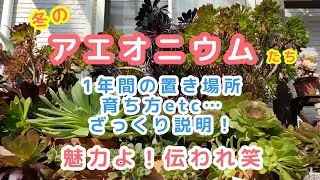 【多肉植物】冬のアエオニウム・四季の管理や困った事
