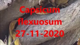 Capsicum flexuosum  27 11 2020