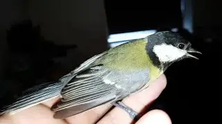 Those pesky birds...