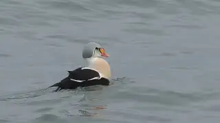 Prachteiderente an der Ostsee