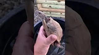 Моя черепаха-коробочка ЖИВА! #черепахи