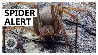 Spider that rots flesh with single bite found in Mexico - TomoNews