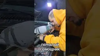 агресивный чел #голубь #своимируками