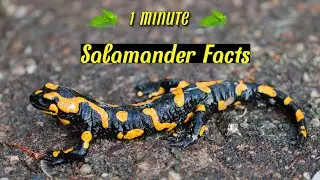 Salamander Secrets: 1 Minute of Fascinating Facts! 🦎|Amphibians |Animals |Wildlife |Animal Facts