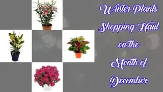 Nursery visit with Winter Plants Shopping haul on December month @MinhasPlantas  #flowers #plants