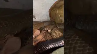 Black Tail Cribo Lovin on his lady! #snake #loving #cuddles