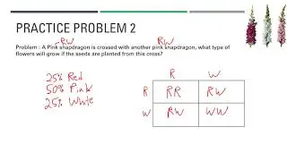 Screencast:  Co-dominance, Incomplete Dominance, Blood Types