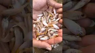 500 Red Tilapia Fish Seed Stocking 🐟 | New Fish Farming Journey Begins! #fishfarming #fish #shorts