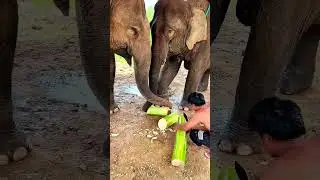 Elephant eating banana tree