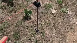 Como fazer o pastejo de palma com cerca elétrica 🐄🌵☀️⚡️