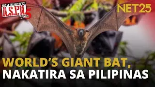 Pilipinas, tahanan ng isa sa pinakamalaking paniki sa mundo | ASPN