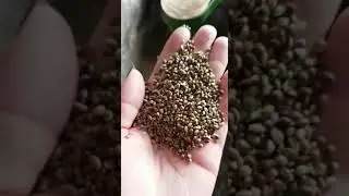 Hemp Seed Sorting