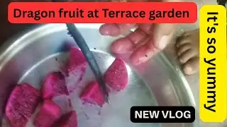 छानामै ड्रागन फ्रुट खेती|एक वर्षमै फल खाइयो! Dragon Fruit Harvest from My Terrace Garden|All In One