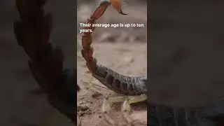 Scorpion's Shorts - No. 2 | Discover with Sabi