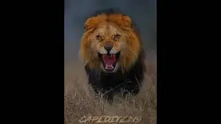 Siberian Tiger vs African Lion #shorts