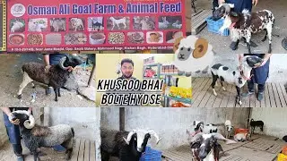 Osman Ali Goat Farm Feed Shop || Rampuri Sheep's available in Hyderabad