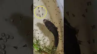 do betta fish eat their babies. 😇👍💛❤