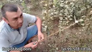 Нокни куртак пайванд килиш