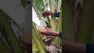 Coconut Sugar Making Process - Thai Fruit
