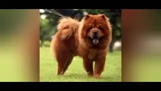 Top 10 powerful bite force dogs