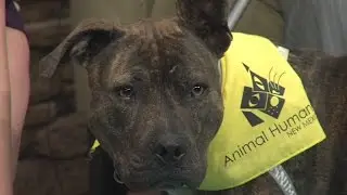 Tail Wagger of the Week: Quin