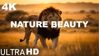 King of Jungle Layan | Lion Fight | Calm Nature Sounds | Wild Forest Video | AF Nature Beauty