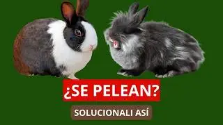 Como Socializar Dos Conejos que se pelean en 20 días
