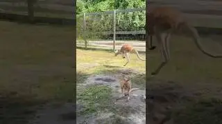 Kangaroo Jumping Around!🦘#kangaroo #kangaroos #redkangaroo #animal #animals #fyp