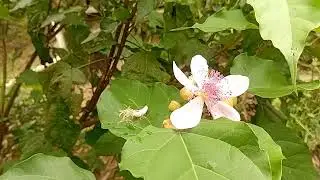  Tour pela chácara!Flor do colorau,ou urucum!Mostrando a mina😍👏#sitiosechacaras#santacatarinabrasil 